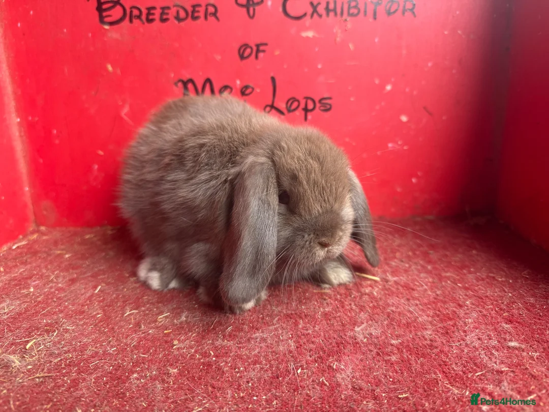 Mini Lop rabbits for sale: Beautiful mini lop babies ready now  - Advert 2