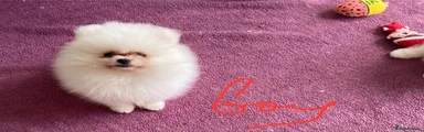 Pomeranian 1