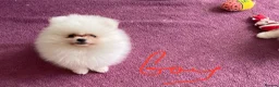 Pomeranian dogs for sale: Snow White Pomeranians in Gainsborough - Advert 5