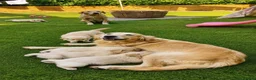 Golden Retriever dogs for sale: Exceptional Golden Retriever Puppies 🐾 - Advert 5