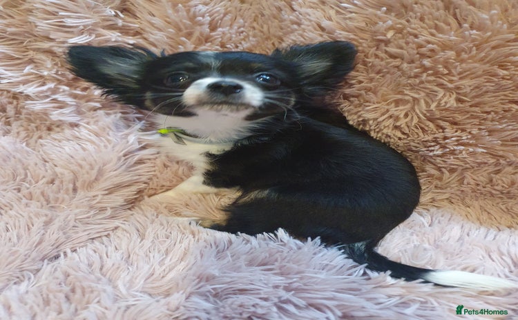 Chihuahua dogs - Advert 1