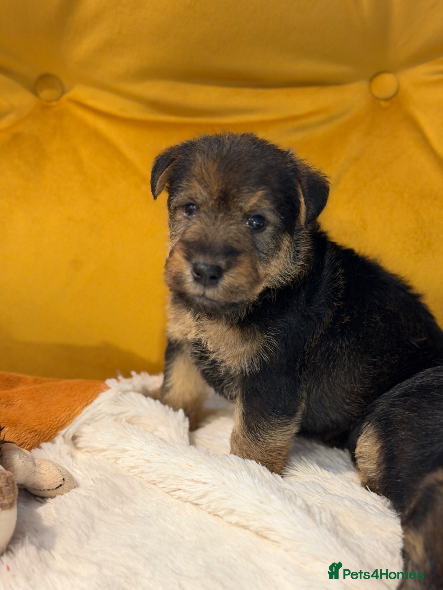 Welsh Terrier dogs Wawuzer puppies  - Advert 15