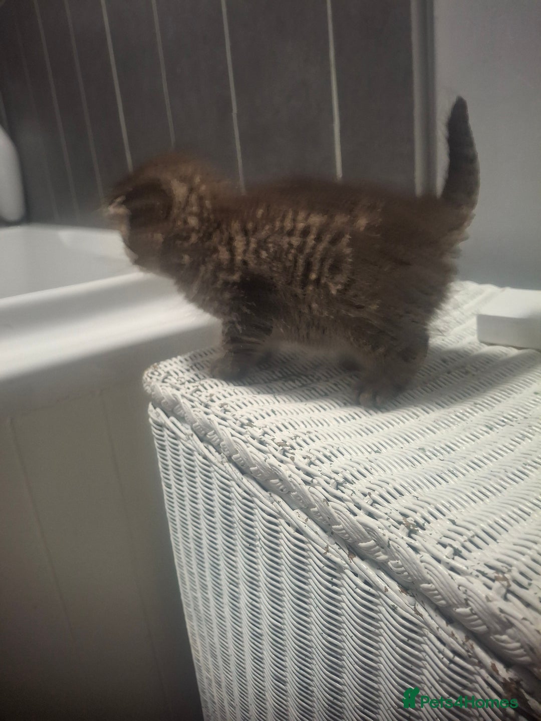 Mixed Breed cats for sale: 3 kittens  - Image 12