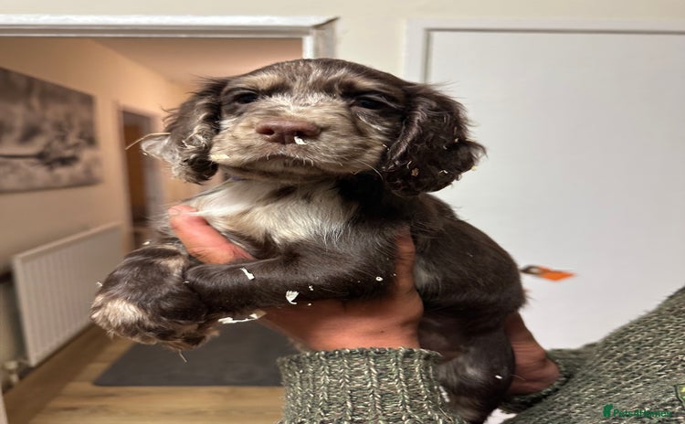 Cocker Spaniel dogs - Advert 2