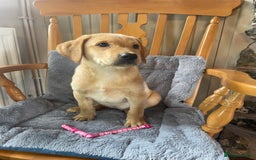 Labrador Retriever dogs for sale: Beautiful KC Reg Labrador Pups - Image 5