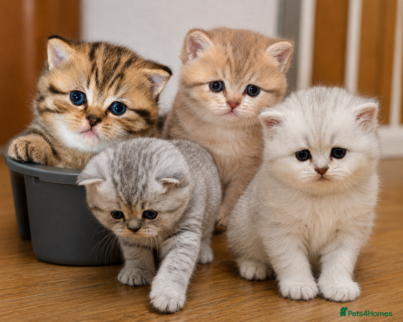 British Shorthair cats TICA/GCCF Adorable BSH/LH kittens  - Advert 8