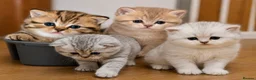British Shorthair cats for sale: TICA/GCCF Adorable BSH/LH kittens  - Advert 1