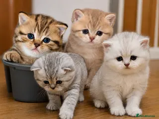 British Shorthair cats TICA/GCCF Adorable BSH/LH kittens - Advert 8