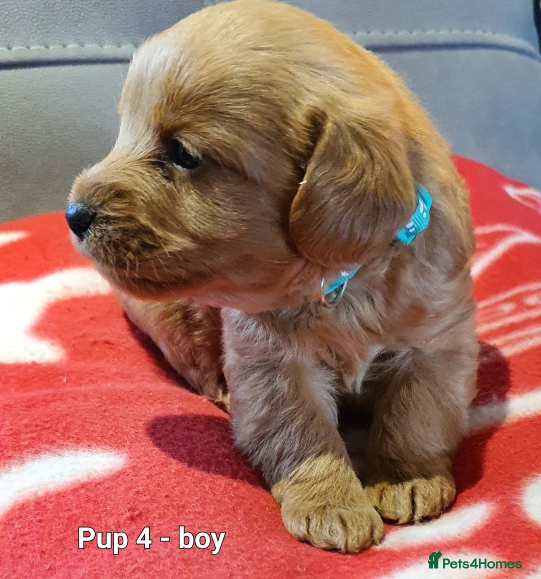 Labradoodle dogs for sale: F1B Miniature Labradoodles - Advert 3