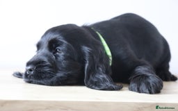 Cocker Spaniel dogs for sale: Kc registered show cocker spaniels  - Image 4