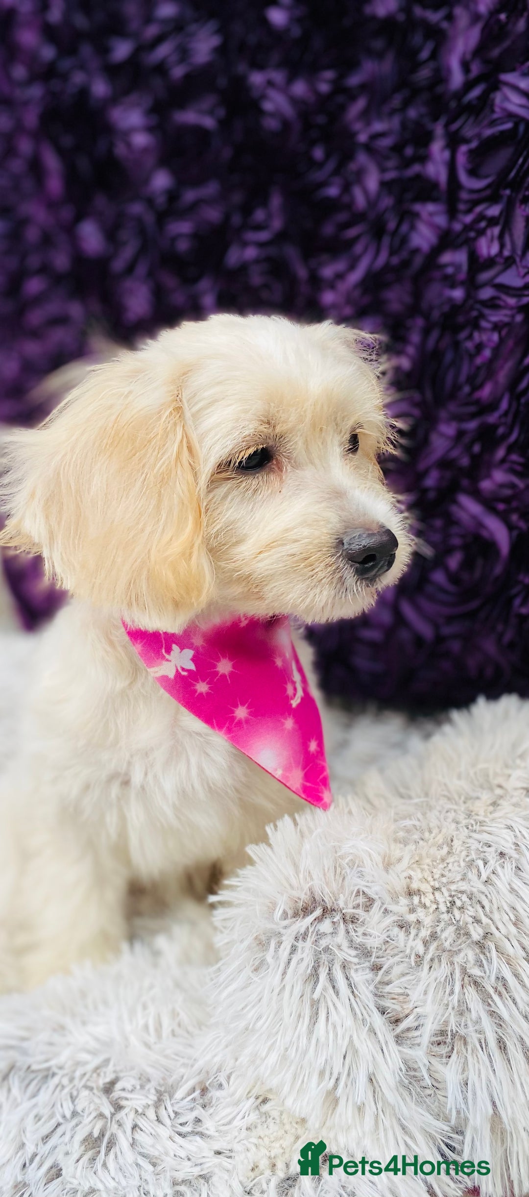 Cavapoo dogs for sale: GORGEOUS F1b TOY CAVAPOO-4 MONTHS OLD 🩷 - Image 6