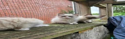 Ragdoll cats for sale: Ragdoll kittens from gçcf registered parents - Advert 12