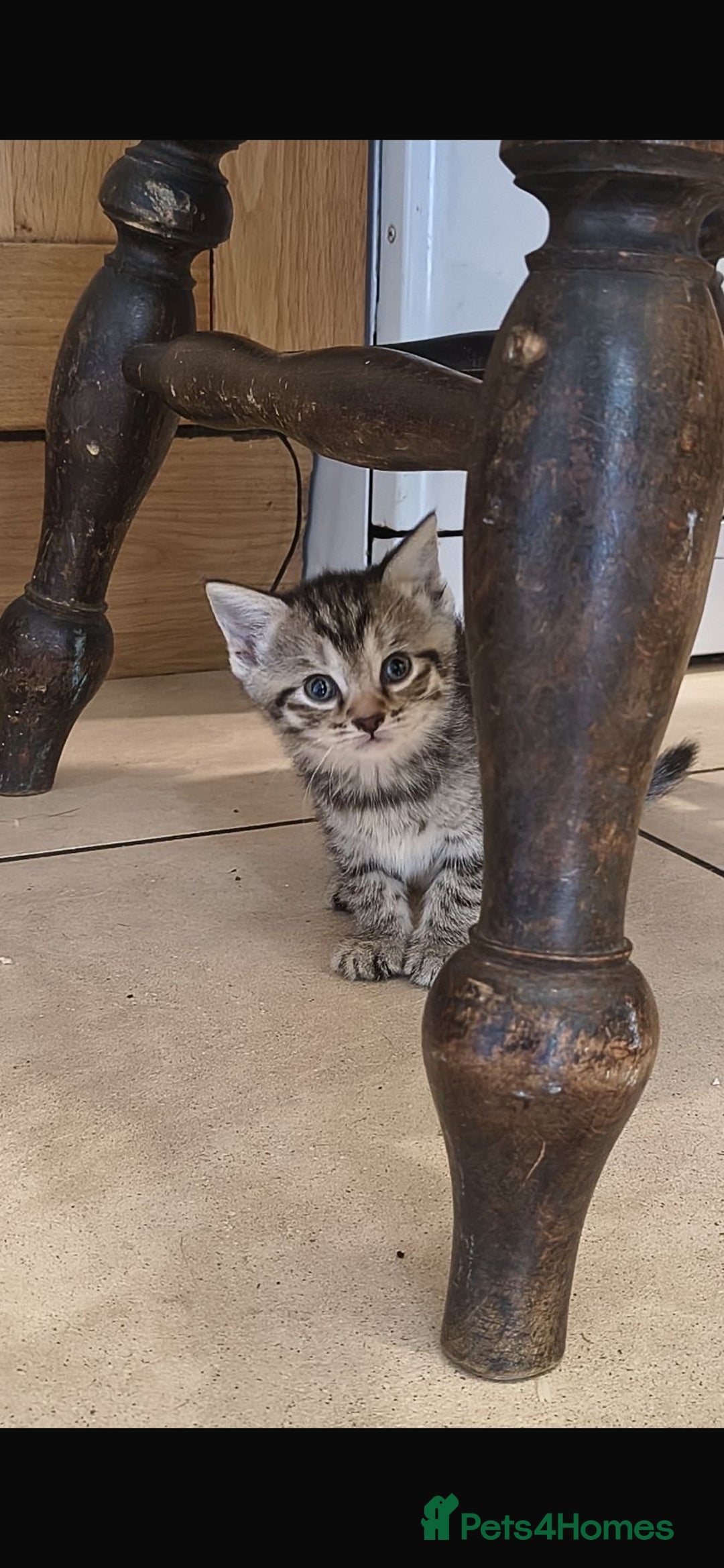 Bengal cats for sale: Bengal and black kittens - Image 4