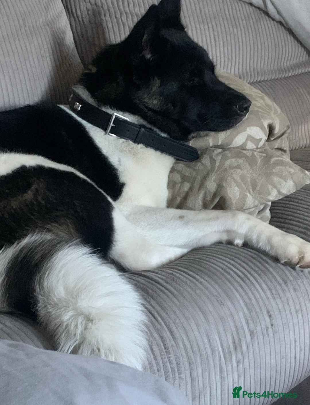 Akita dogs for sale: Calm Adult Home & garden needed for Loving Akita - Advert 2