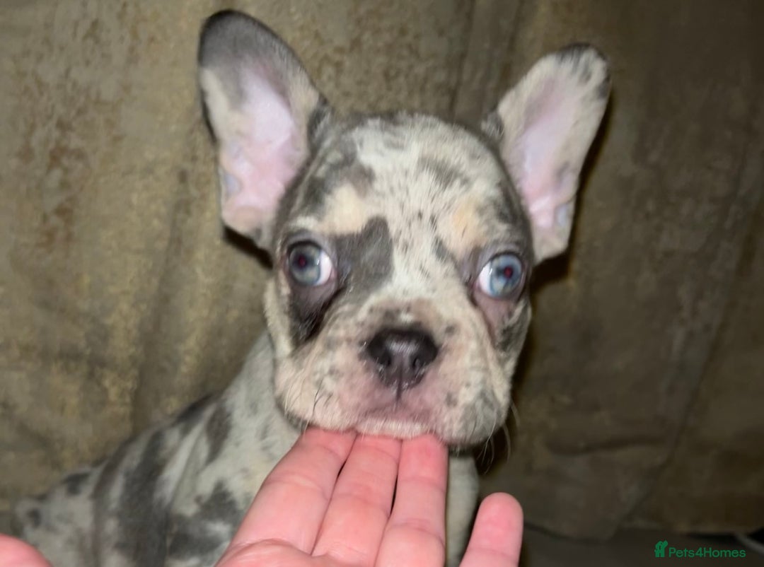 French Bulldog dogs for sale: READY NOW French bulldog pups REDUCED - Advert 10