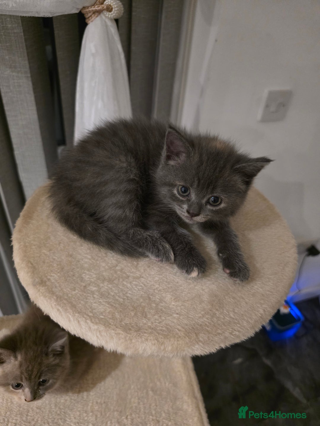 Mixed Breed cats for sale: Red point Ragdoll X Blue British Shorthair - Image 8