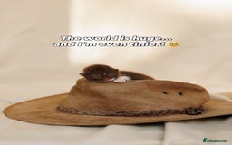 British Shorthair cats for sale: British Short and Long Hair  - Image 25