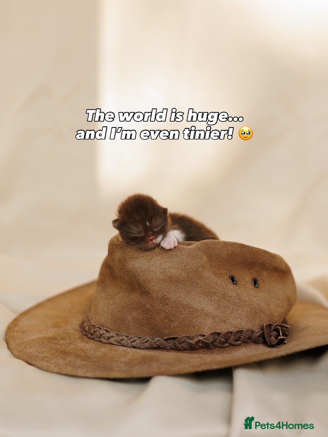 British Shorthair cats for sale: British Short and Long Hair  - Image 25