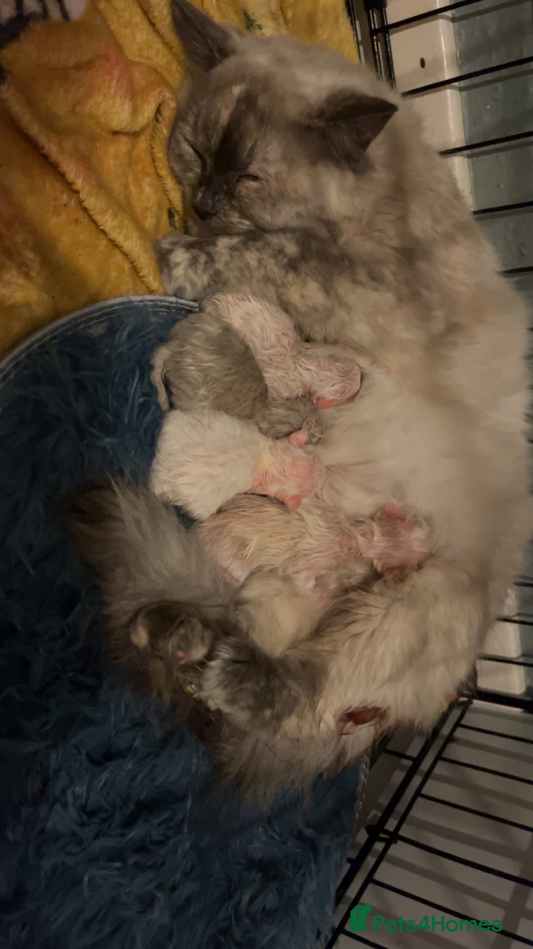 Ragdoll cats for sale: Blue colourpoint female can drop off to Edinburgh  - Advert 6