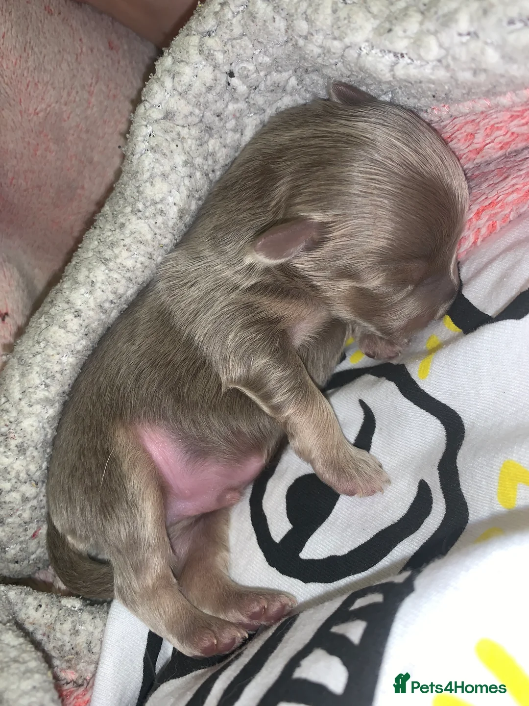 Mixed Breed dogs for sale: Shorkie Cross Chihuahuas - Advert 8