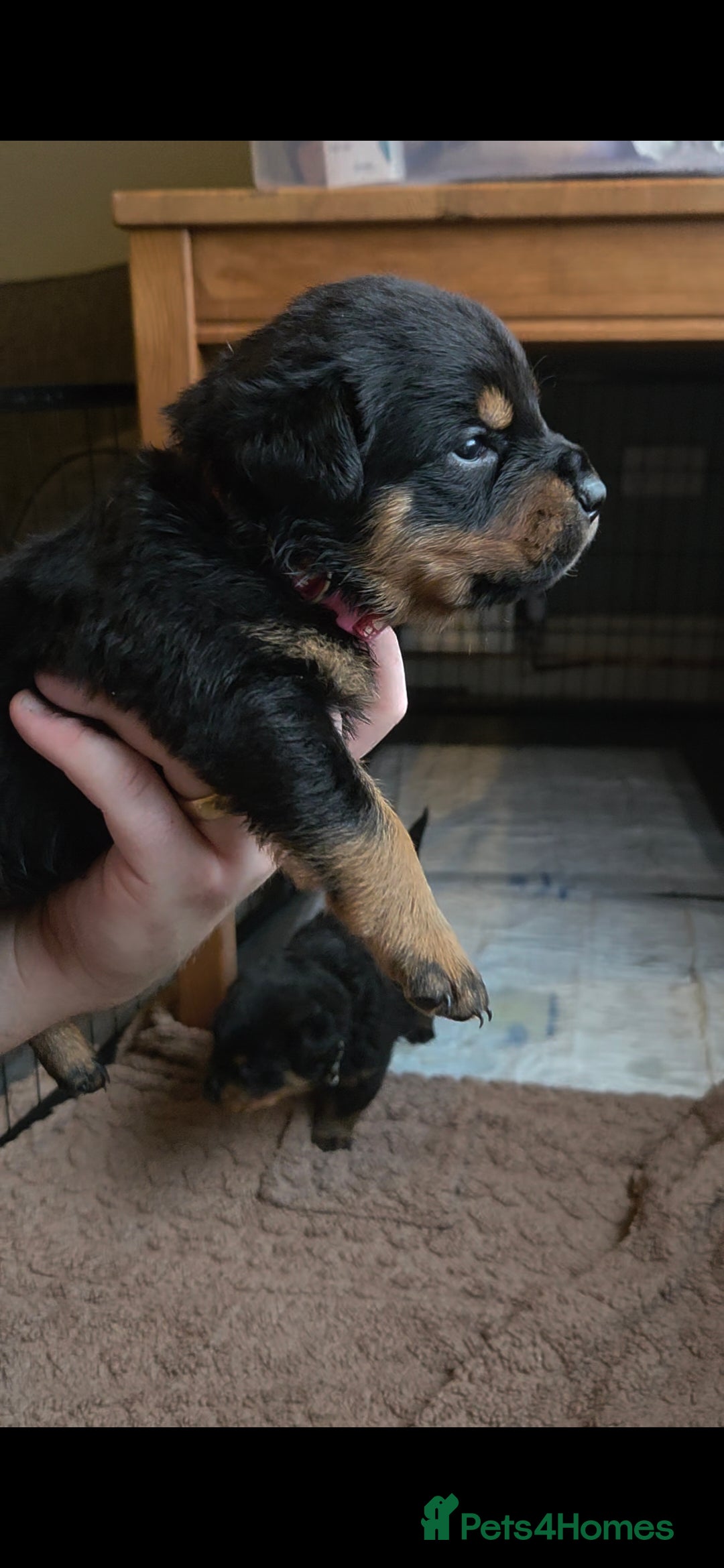 Rottweiler dogs for sale: Rottweiler puppies - Advert 28