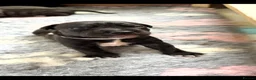 Staffordshire Bull Terrier dogs for sale: Gorgeous staffordshire bull terrier puppies - Advert 25