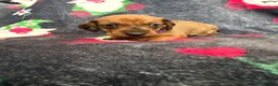 Dachshund dogs for sale: Outstanding champion bred standard smooth pups  - Advert 7