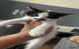 American Shorthair cats for sale: Unique markings tuxedo and all black kittens  - Image 4