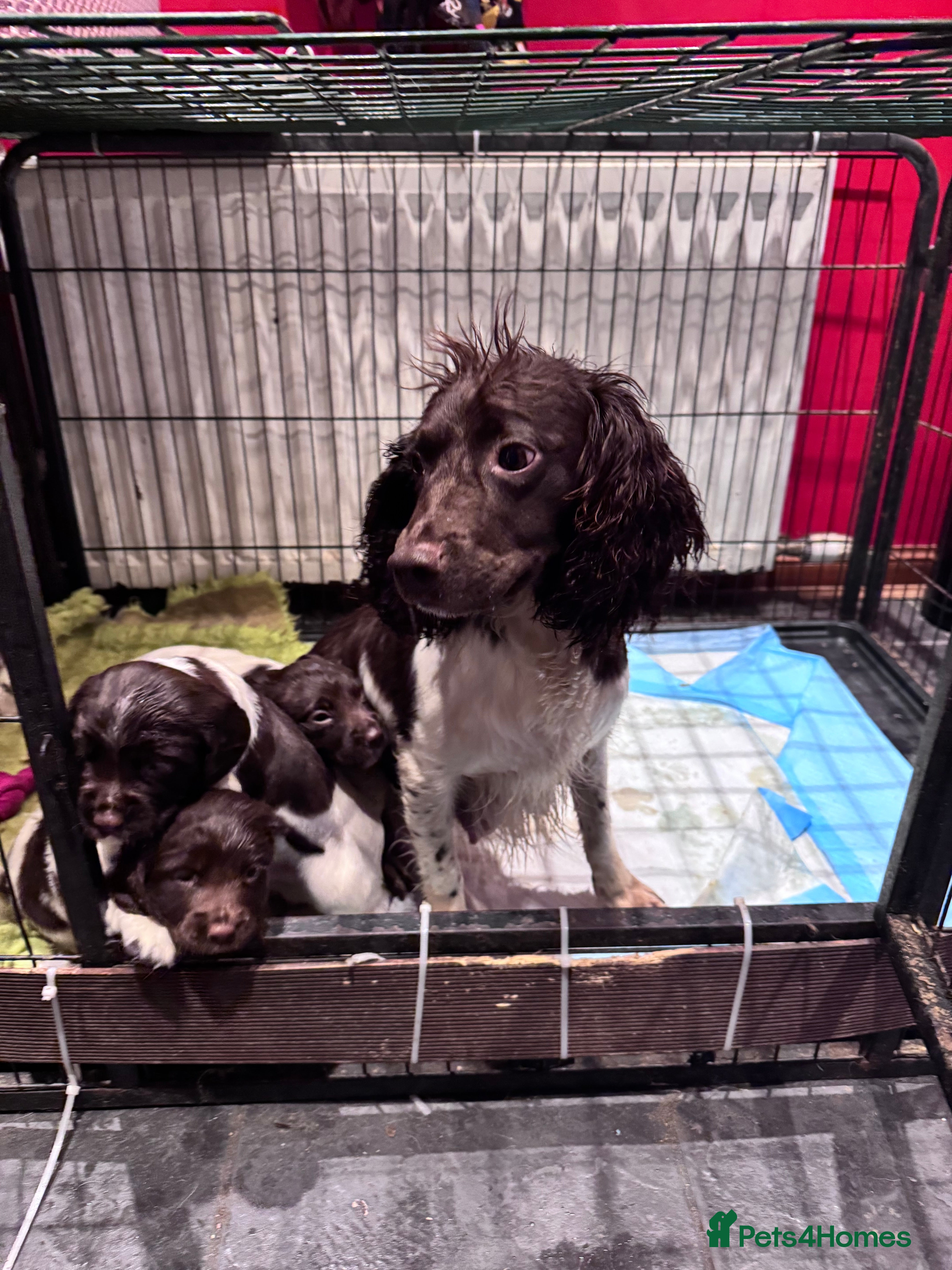 English Springer Spaniel dogs Springer Spaniel Puppies - Advert 3