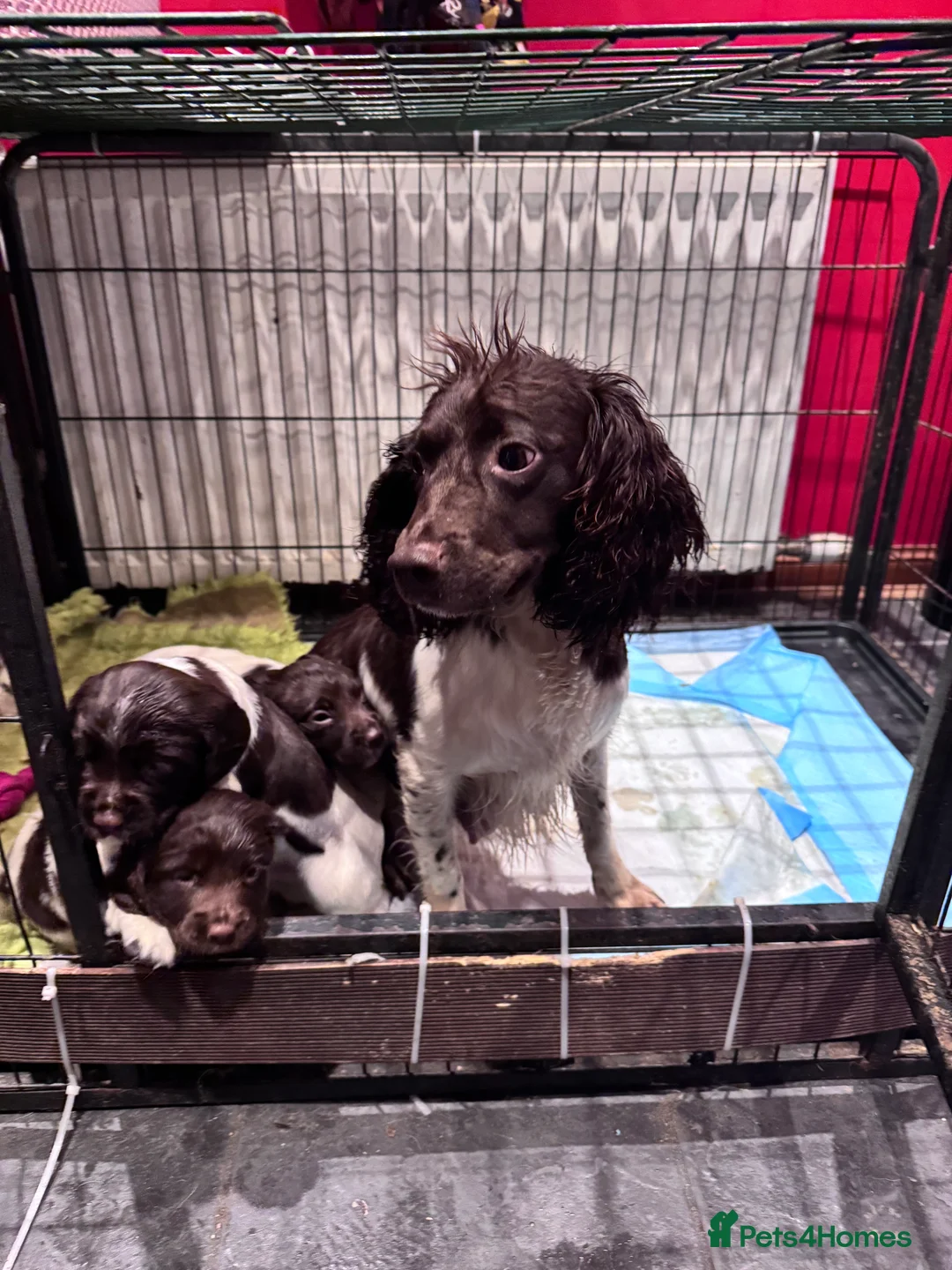 English Springer Spaniel dogs for sale: Springer Spaniel Puppies - Advert 1
