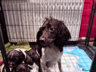 English Springer Spaniel dogs Springer Spaniel Puppies - Advert 3