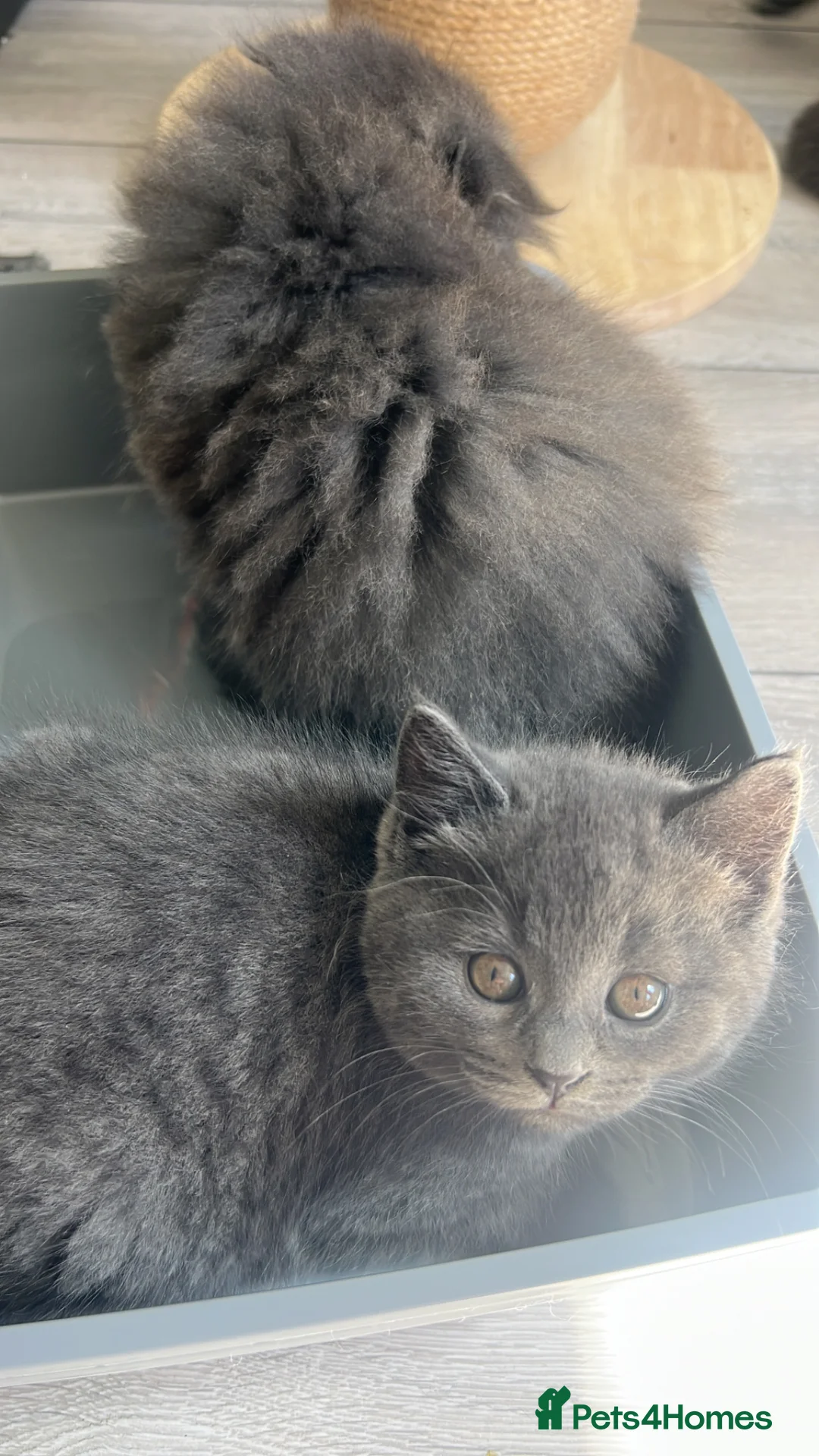 Scottish Fold cats for sale: Super Cute Kittens  in Birmingham - Advert 2