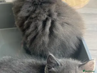 Scottish Fold cats Super Cute Kittens - Advert 7