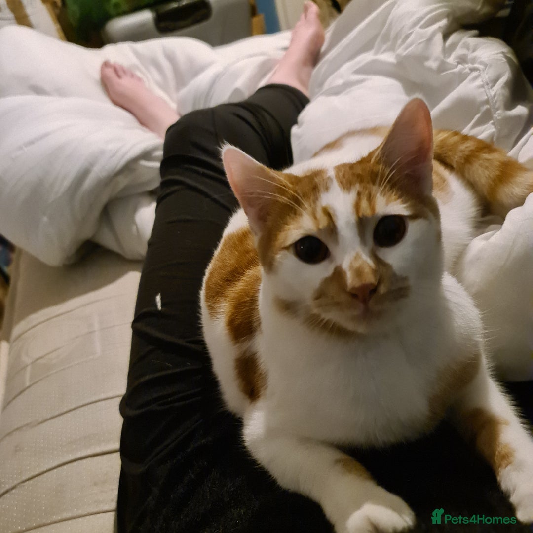 British Shorthair cats for sale: My boy looking for home - Advert 4