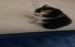 Ragdoll cats for sale: Torti ragdoll x  - Image 1