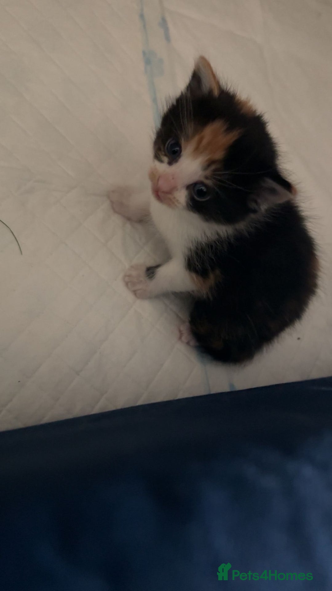 Ragdoll cats for sale: Torti ragdoll x  - Image 1