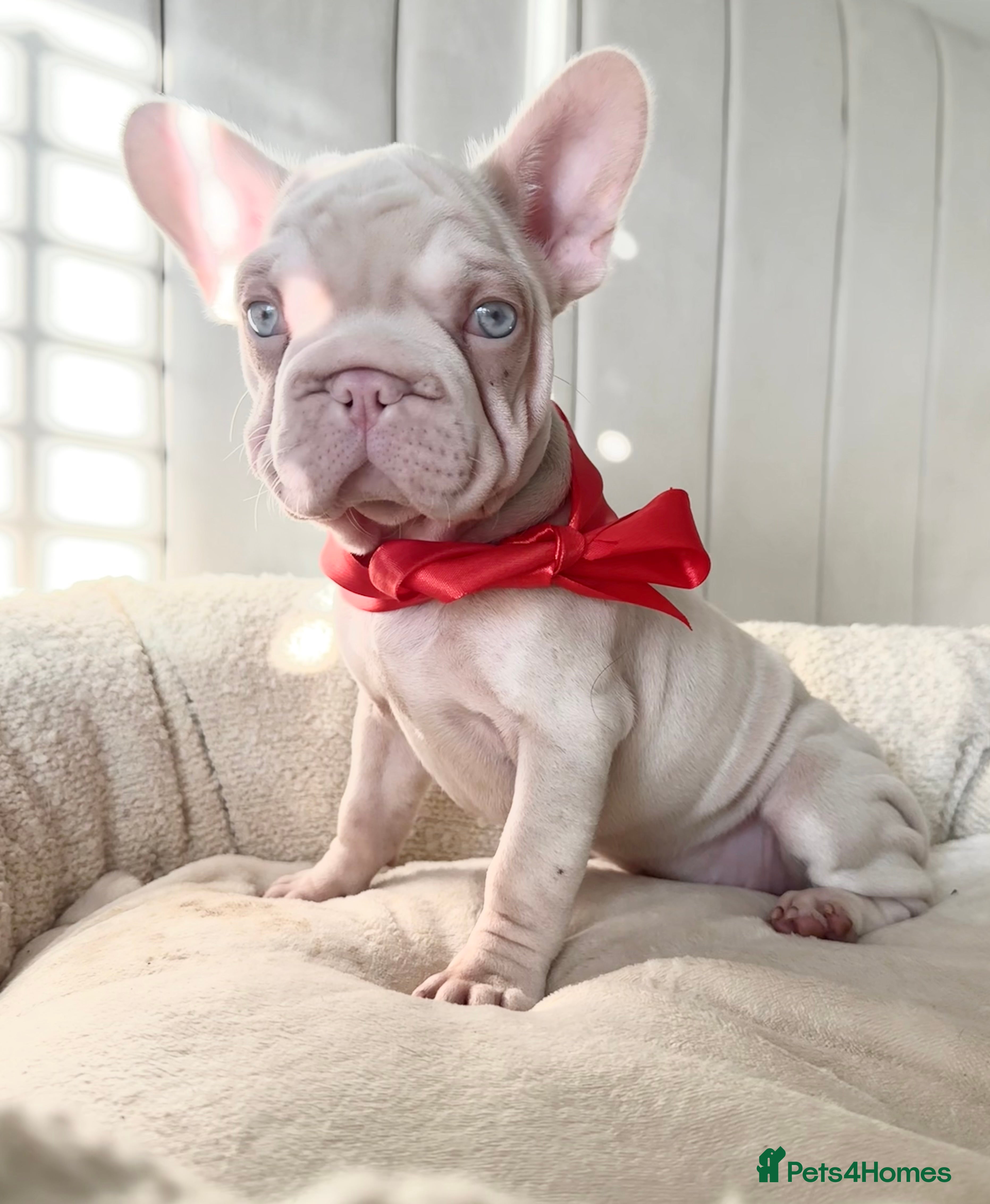 French Bulldog dogs 🌸 pink French bulldogs🌸  - Advert 7