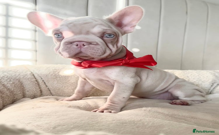 French Bulldog dogs 🌸 pink French bulldogs🌸  - Advert 11
