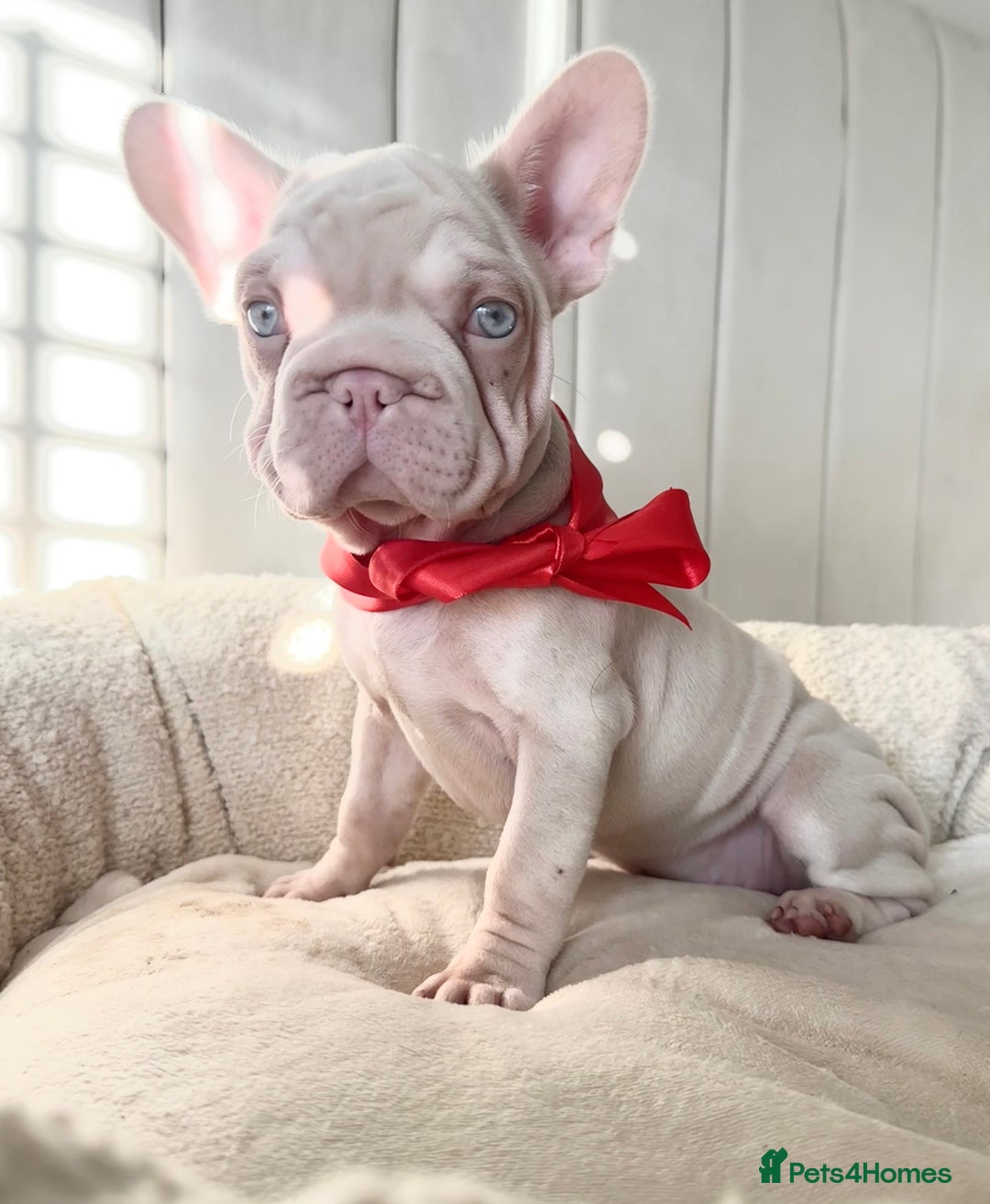 French Bulldog dogs for sale: 🌸 pink French bulldogs🌸  - Advert 1