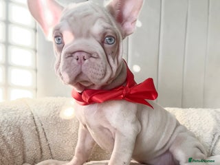 French Bulldog dogs 🌸 pink French bulldogs🌸 - Advert 8
