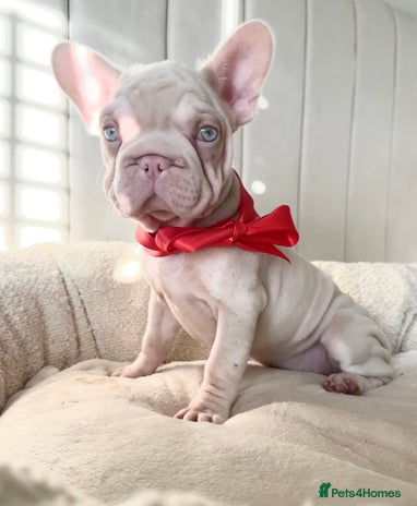 French Bulldog dogs 🌸 pink French bulldogs🌸 - Advert 11