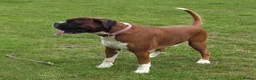 Boxer dogs for stud: 💥 STUNNING 37KG PROVEN RED & BLACK MASK STUD 💥 in Rotherham - Advert 34