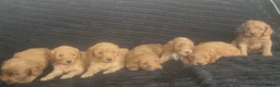Cockapoo dogs for sale: Stunning Fox Red cockerpoos - Advert 3