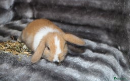 Mini Lop rabbits for sale: 3 Mini Plush x Mini Lop babies  - Image 14