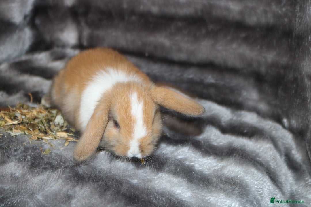 Mini Lop rabbits for sale: 3 Mini Plush x Mini Lop babies  - Image 14