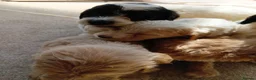Cockapoo dogs for sale: Cockapoos in Stourport-on-Severn - Advert 8