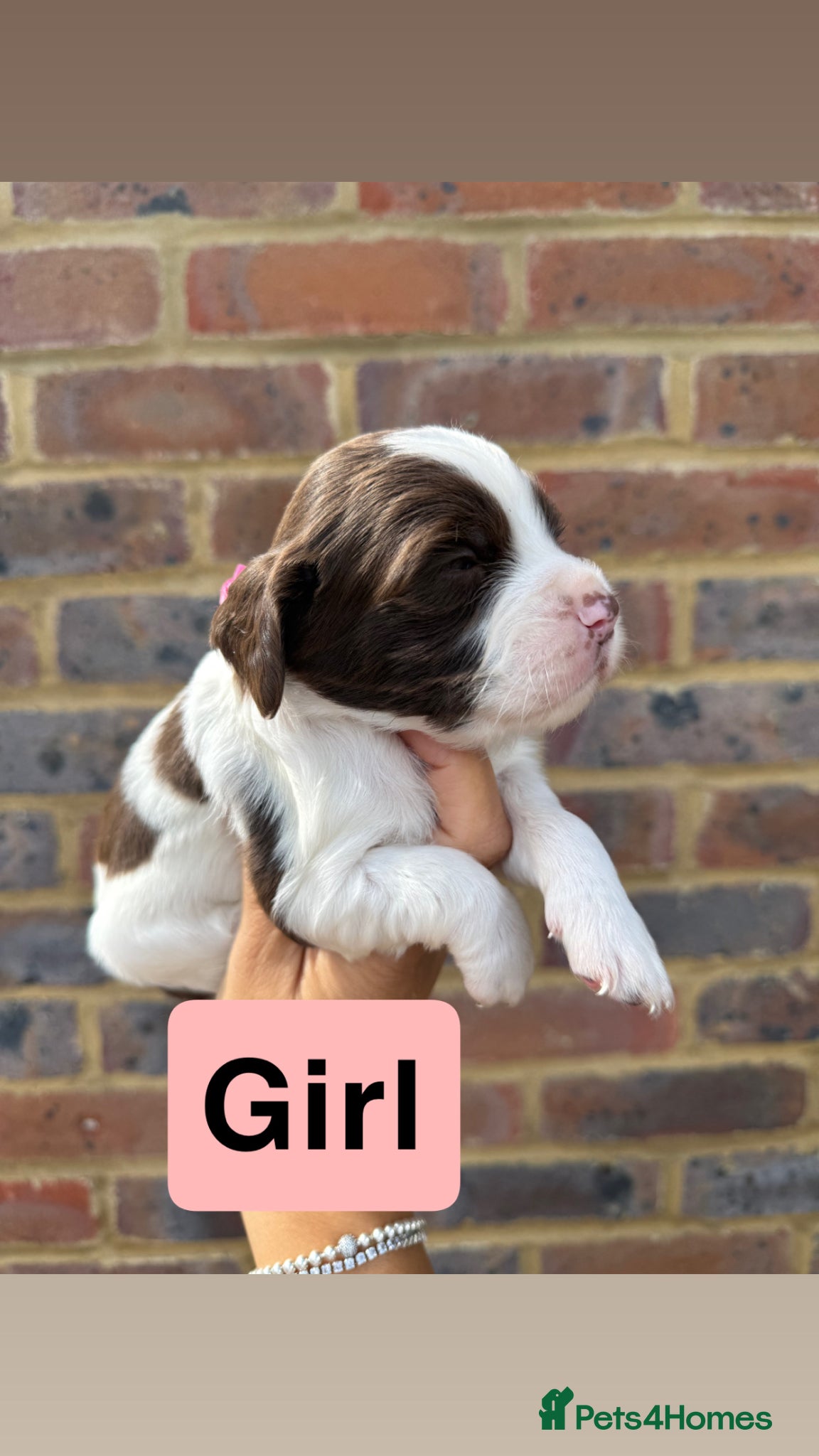 Sprocker dogs for sale: 6 beautiful sprocker - Advert 12