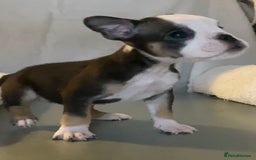 English Bulldog dogs for sale: KC registered English Bulldog Puppies  - Image 22