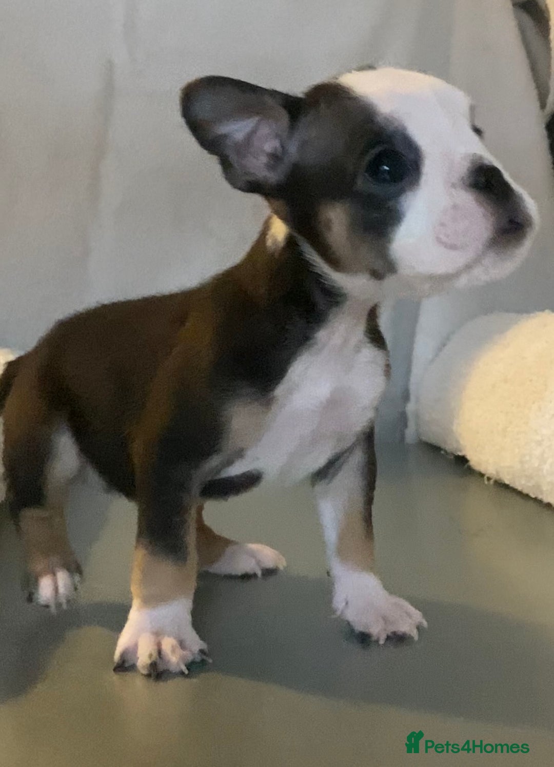 English Bulldog dogs for sale: KC registered English Bulldog Puppies  - Image 22