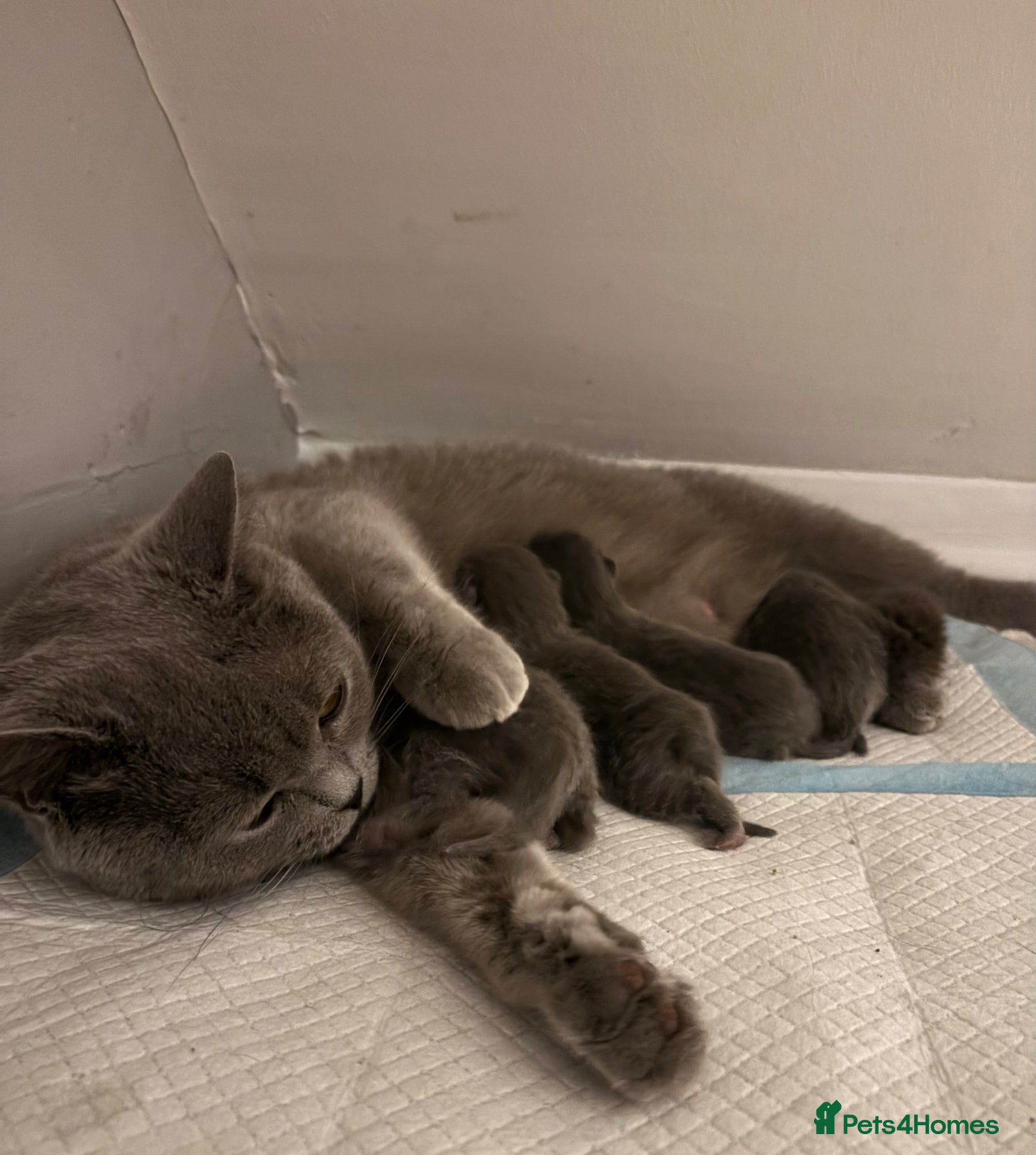 British Shorthair cats for sale: British Shorthair Kittens - Advert 1